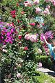 143 - Butchard Gardens  - IMG_1688